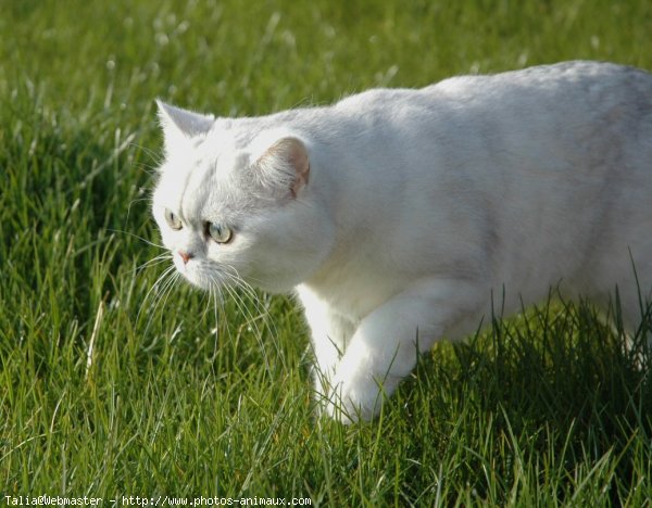 Photo d'Exotic shorthair