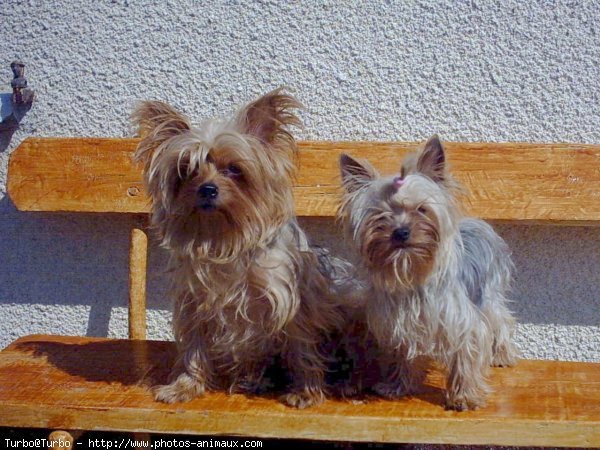 Photo de Yorkshire terrier