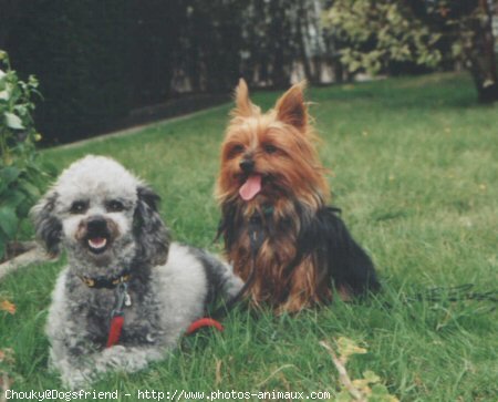 Photo de Yorkshire terrier