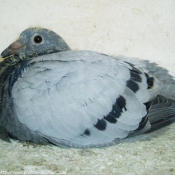 Photo de Pigeon