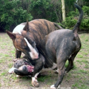 Photo de Bull terrier miniature