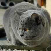 Photo de British shorthair