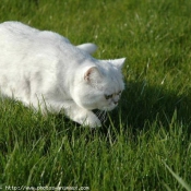 Photo d'Exotic shorthair