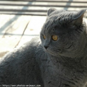 Photo de British shorthair