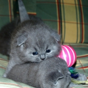 Photo de Scottish fold