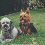 Photo de Yorkshire terrier