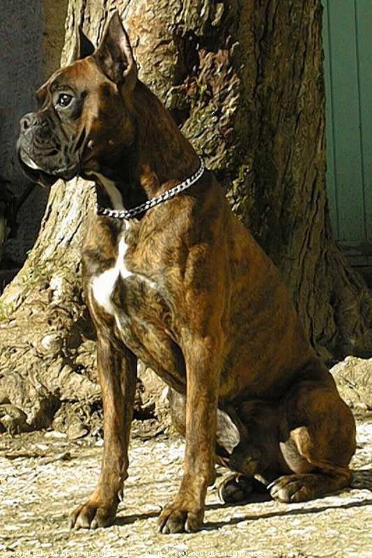 Photo de Boxer