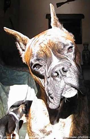 Photo de Boxer