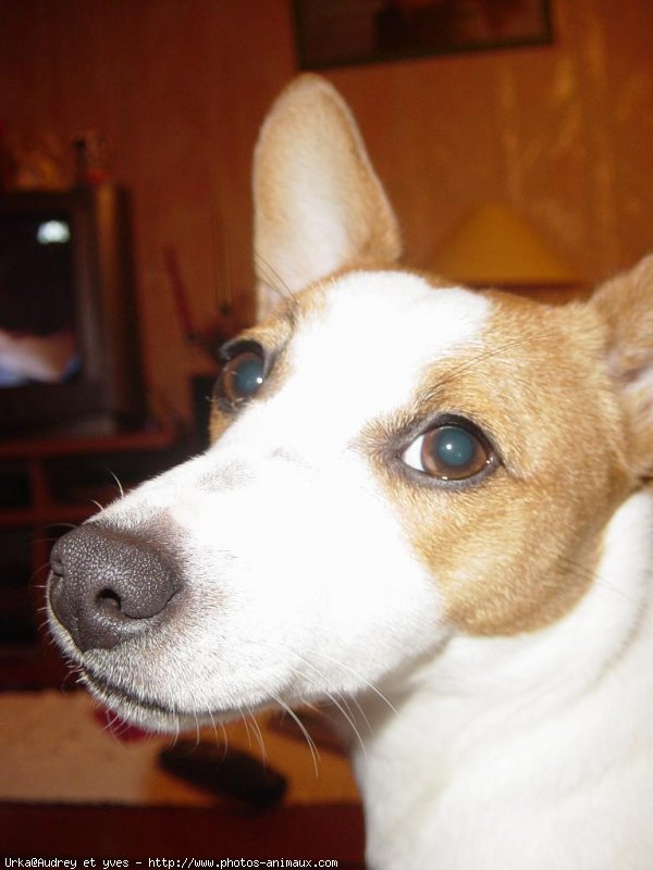 Photo de Jack russell terrier