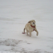 Photo de Golden retriever