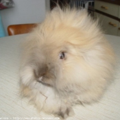 Photo de Lapin