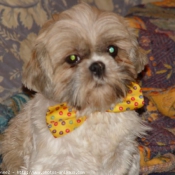 Photo de Shih tzu