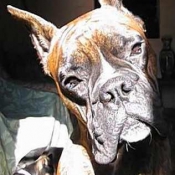 Photo de Boxer