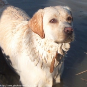 Photo de Labrador retriever