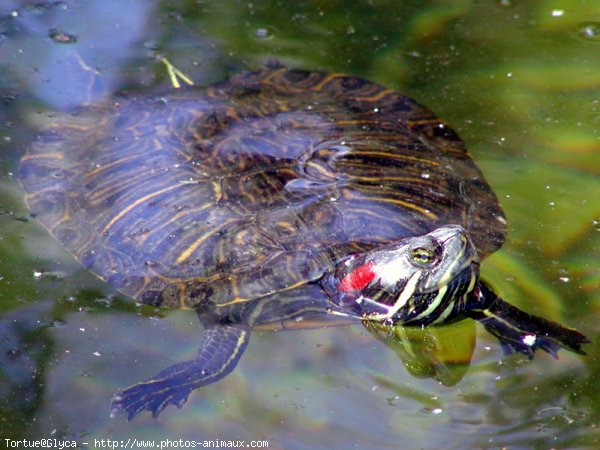 Photo de Tortue