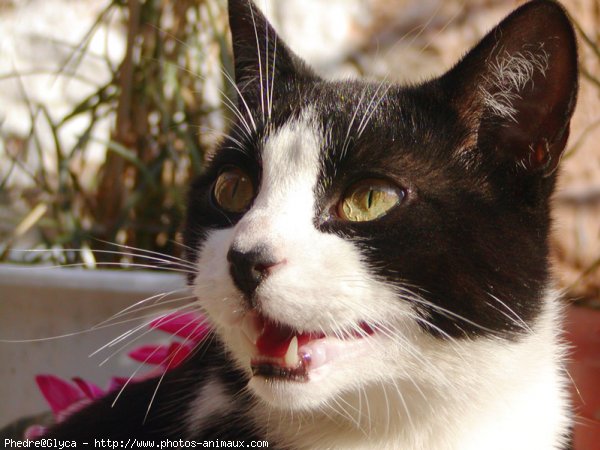 Photo de Chat domestique