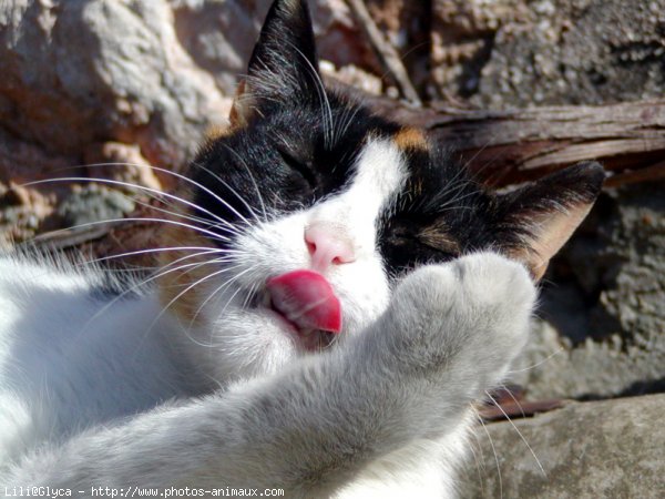 Photo de Chat domestique