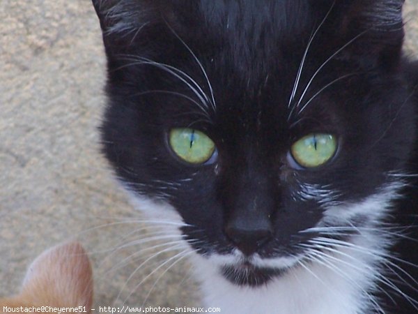 Photo de Chat domestique