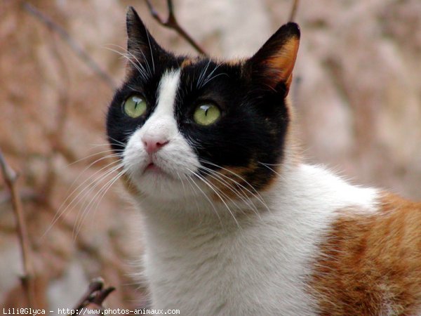 Photo de Chat domestique