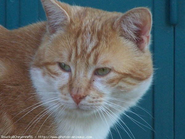 Photo de Chat domestique