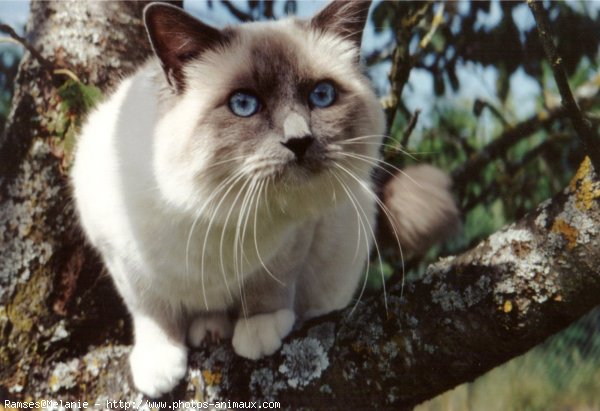 Photo de Sacr de birmanie