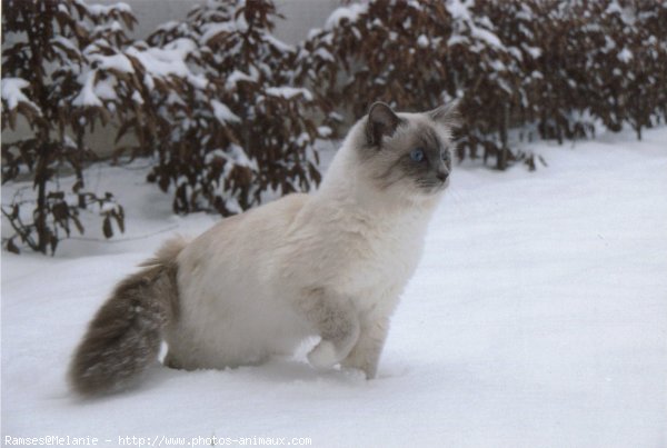 Photo de Sacr de birmanie