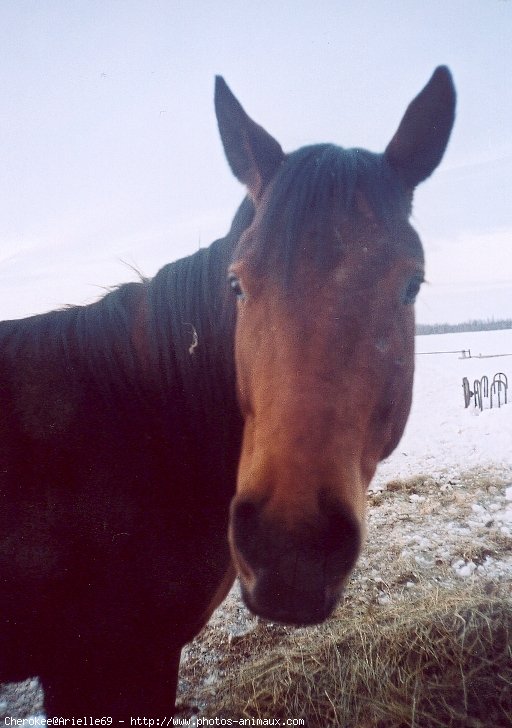 Photo de Quarter horse