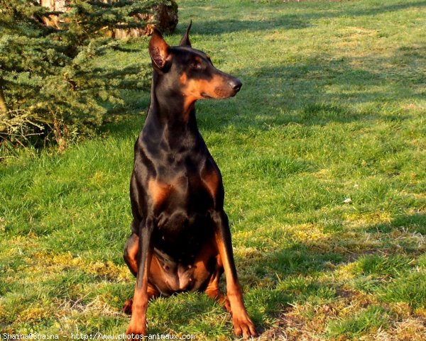 Photo de Dobermann