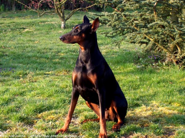 Photo de Dobermann