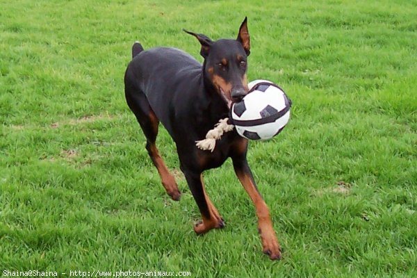 Photo de Dobermann