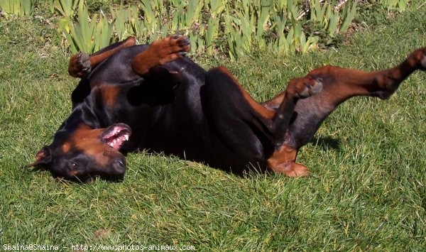 Photo de Dobermann