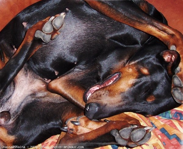 Photo de Dobermann