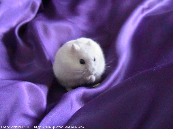 Photo de Hamster