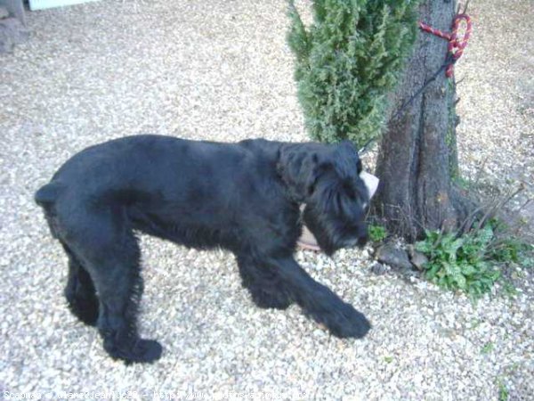 Photo de Schnauzer gant