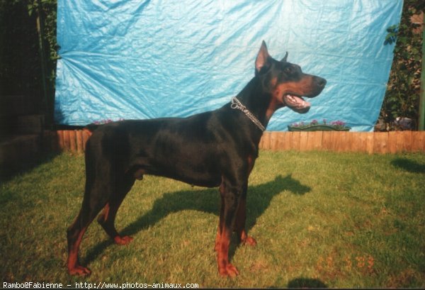 Photo de Dobermann