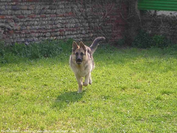 Photo de Berger allemand  poil court