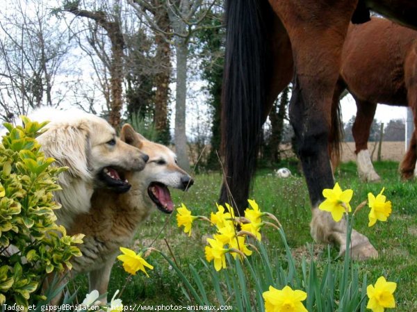 Photo de Races diffrentes