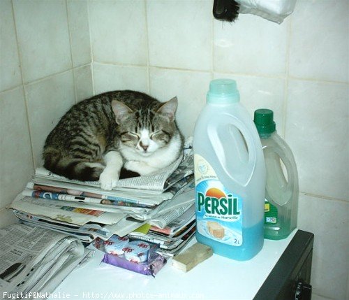 Photo de Chat domestique