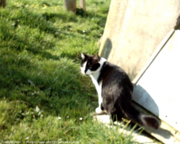 Photo de Chat domestique