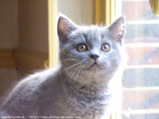 Photo de Chartreux