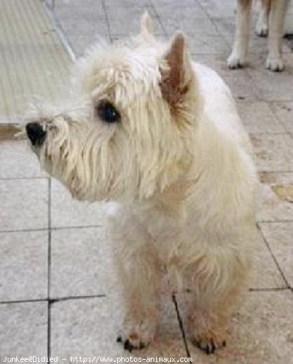 Photo de West highland white terrier