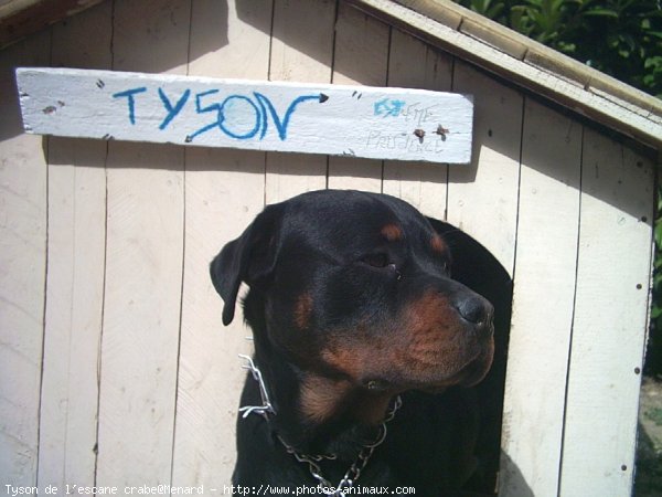 Photo de Rottweiler