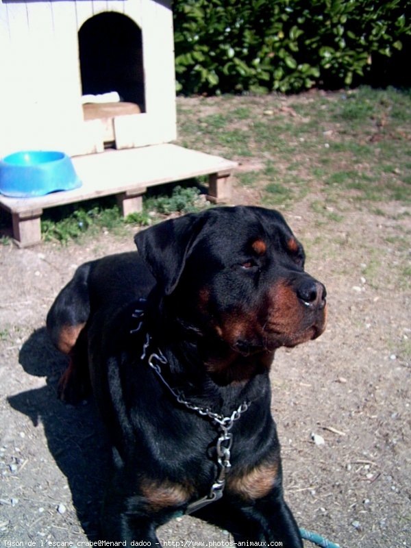 Photo de Rottweiler