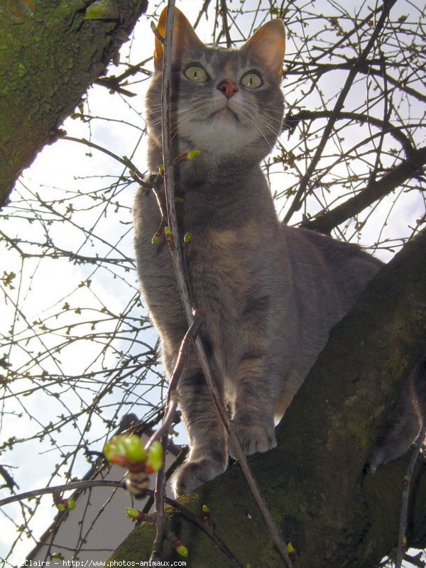 Photo de Chat domestique