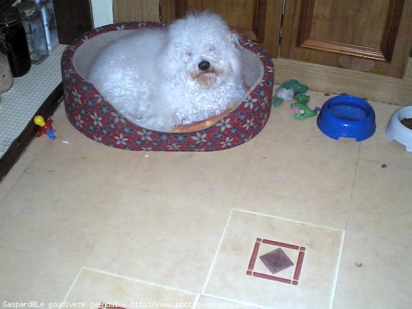 Photo de Coton de tulear