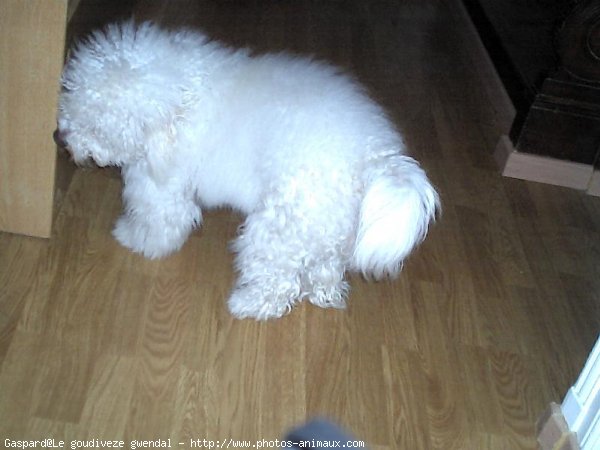 Photo de Coton de tulear