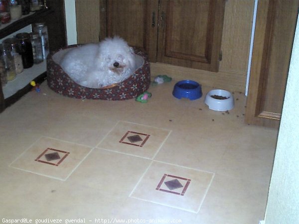 Photo de Coton de tulear