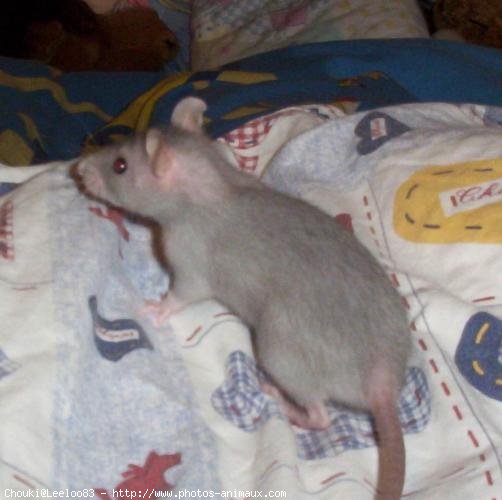 Photo de Rat