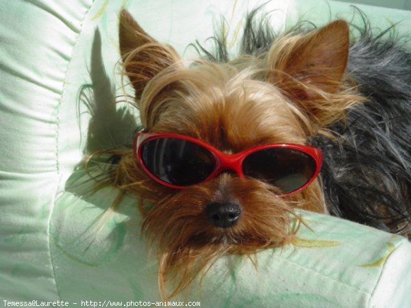 Photo de Yorkshire terrier