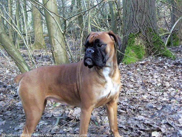 Photo de Boxer